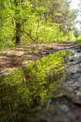Odbicie lasu w kałuży 