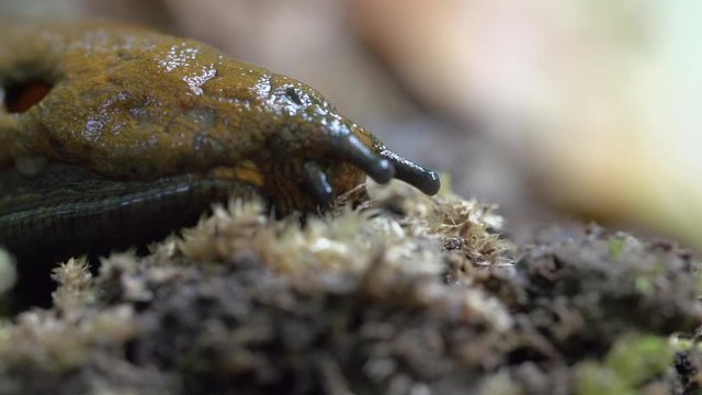 Close-up lockdown shot of gastropoda eating tiny plants in forest - Steigerwald, Germany