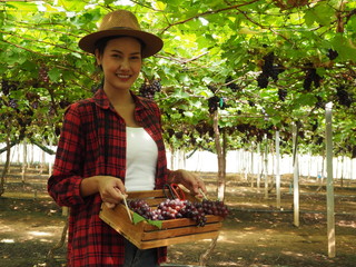 Obraz premium Asian woman gardener or female farmer holding a basket of with grape harvest, vineyard background. Concept is garden, growing organic grapes,wine, healthy natural food.
