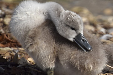 cygnes et cygneaux