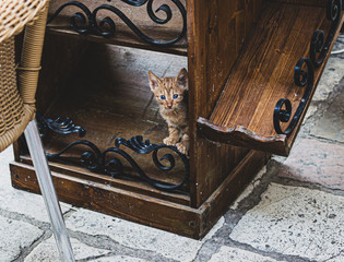 Poor stray ginger kitten with slanting eyes in the street of Kotor, Montenegro. Sad kitten, stray red cat