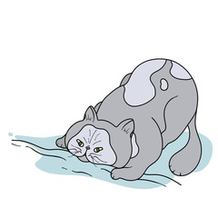 Lying cat. Front view. Vector illustration.