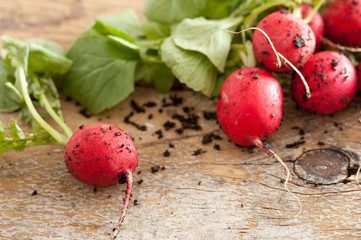 Bunch of farm fresh or homegrown radish