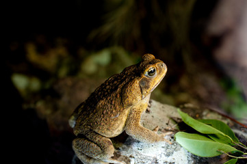Australian cane toad in profile