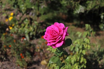 Beautiful flowers blooming almost all summer-roses.