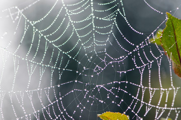 
drops of morning dew on a web
