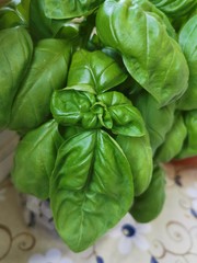 fresh basil leaves