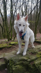 Weißer Schäferhund Berger Blanc Suisse im Wald auf einem Felsen