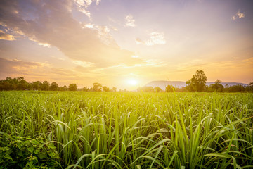 Fototapeta Sunset with small sugar plant in farm obraz