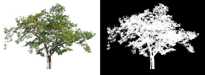 Isolated single tree on white background with clipping path