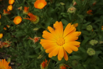 Tiny insect on marigold flower in the garden