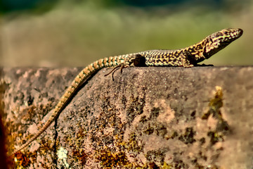 A lizard sits on a wall and basks in the sun.

The picture shows a yellow-black colored lizard sitting on a wall and bathing in the sun.