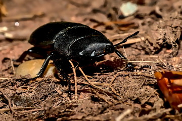 Antelope deer beetle on the forest floor.

The picture shows an antelope stag beetle on the forest floor. The animal is colored black throughout and has a strong jaw.