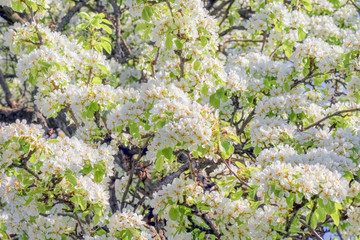 blooming pear branches as background