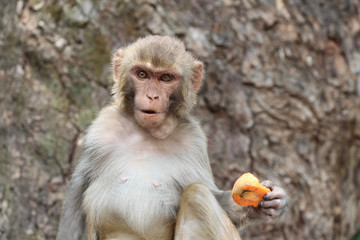 Naklejka premium Adult rhesus macaque (Macaca mulatta) sits near the tree in Swayambhunath Stupa area and holds carrot in his paw. Bulging around the neck looks like a swelling. Animal theme.