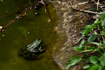 A frog crouches in a stream.

The picture shows a frog sitting in a stream. This is colored green black. The water of the stream has a greenish color.