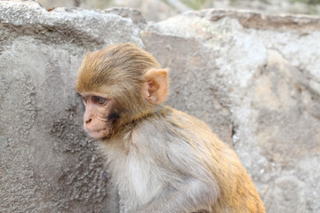 Close up view of young Rhesus macaque sinning next to stone in Swayambhunath stupa area. Monkey face looks very sad. Animal theme.