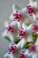 Fototapeta na wymiar Blütenstand von Hoya lancelata, Wachsblume