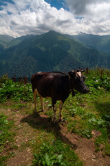 Fototapeta na wymiar Cow grazing in the mountains and cloudy sky