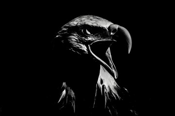 The head of a bald eagle in black and white with high contrast.

The focus of the picture is on the bird's right eye. The beak is wide open. The bald eagle is the heraldic animal of the USA.