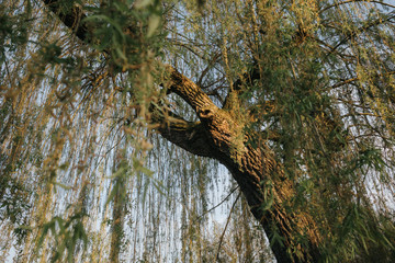 long-angle view of weeping willow
