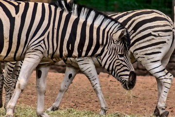 A herd of zebras on a stud farm.

The focus of the picture is the head of a zebra, which is part of a herd of more than 10 animals. A total of 3 animals are shown on the picture.
