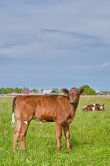 A cute brown calf grazing in a meadow