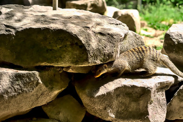 A banded mongoose seeks shelter under a rock.

The picture shows a banded mongoose seeking shelter under a rock. The animal looks very simular a meerkat.