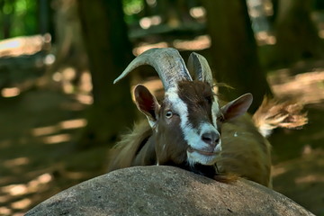 A billy goat lays its head on a stone. 

The goats (Capra) are a genus of the horn carriers (Bovidae). They are ruminants and ungulates.
