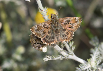 Fototapeta na wymiar Mallow skipper (Carcharodus alceae) butterfly resting on flower