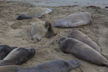 Elephant Seals on the beach, Pacific Ocean.