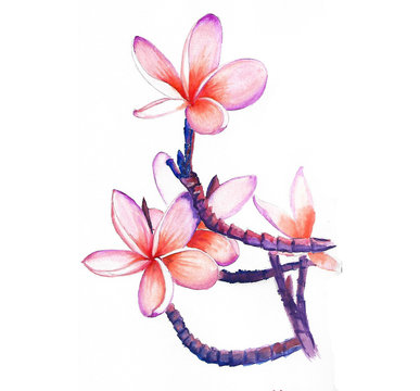 Pink Plumeria On White Background