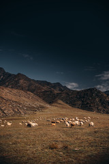 Sheep on the background of mountains, Altai mountains in the fall