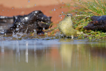 Orange-crowned warbler (Leiothlypis celata) bathing, Texas, USA
