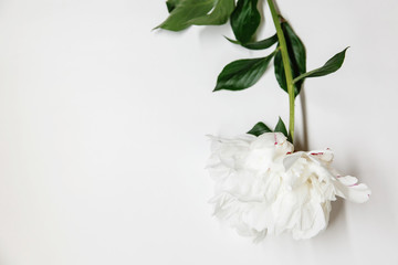 White peony decor. Peony flowers petals flat lay on a white background. Beautiful minimalistic white flowers close-up photo.