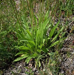 Ribwort Plantain leaves on meadow
