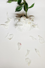 White peony decor. Peony flowers petals flat lay on a white background. Beautiful minimalistic white flowers close-up photo.