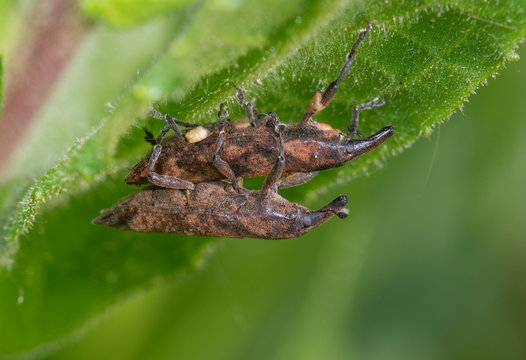 the weevil Lixus subtilis ,Beetle curculionidae.In Copula.
