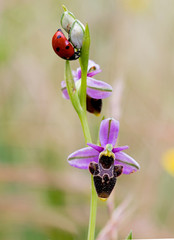 woodcock bee-orchid (Ophrys scolopax) and one ladybug.