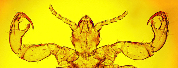 Human louse (Pediculus humanus Linnaeus, 1758) head and anterior legs (ventral view) - permanent microscope slide - obrazy, fototapety, plakaty