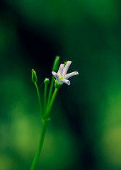 lily of the valley flower