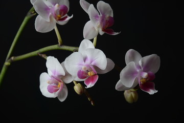 White with pink  orchid. Branches of  orchid on  black background.
