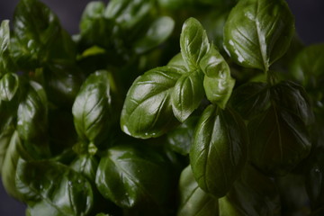Fresh basil on a dark background. Green basil. Green basil on a dark background.