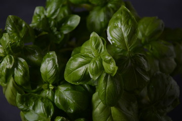 Fresh basil on a dark background. Green basil. Green basil on a dark background.