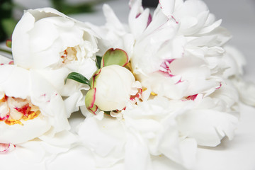 White peony flowers. Peony petals lays on a white background. Beautiful minimalistic white flowers close-up photo.