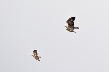 Golden Eagle (Aquila chrysaetos), Crete