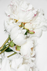 White peony flowers. Peony petals lays on a white background. Beautiful minimalistic white flowers close-up photo.