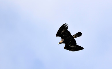 Golden Eagle (Aquila chrysaetos), Crete
