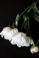 White peony flowers. Peony petals lays on a black background. Beautiful minimalistic white flowers close-up photo.
