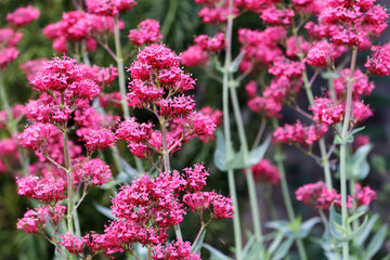 Centranthus ruber Coccineus- clusters of small Red Valerian flowers